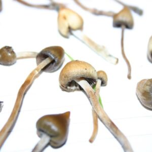 Buy Liberty caps