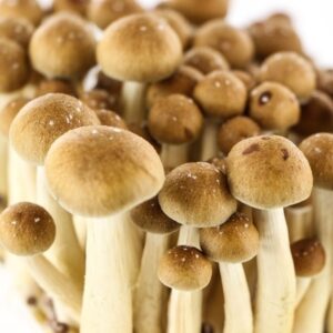 Buy-golden-teacher-mushroom-001