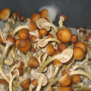 Buy-golden-teacher-mushroom-003