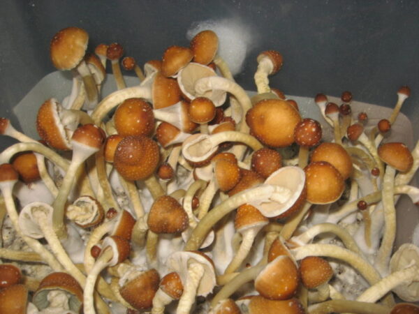 Buy-golden-teacher-mushroom-003