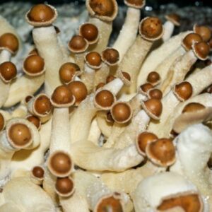 Penis-Envy-mushroom-002